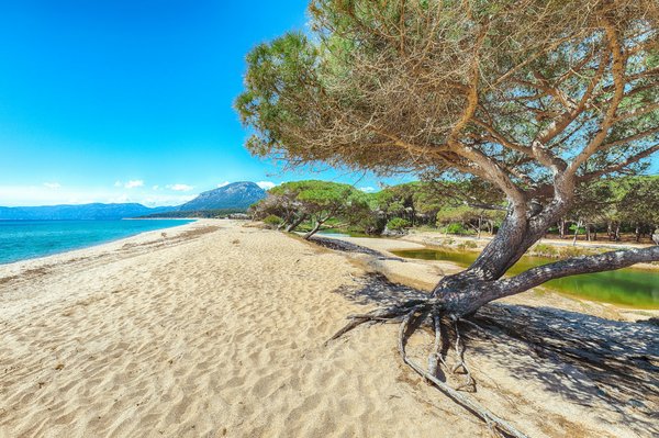 Come creare un piccolo stagno per pesci in un giardino urbano senza scavi profondi?